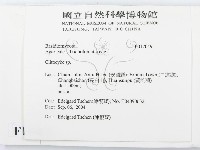 杯傘屬藏品圖，第2張