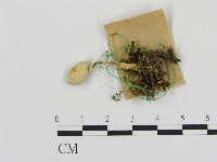 登錄號:F0017050藏品圖，第1張
