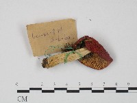 紅菇屬藏品圖，第3張