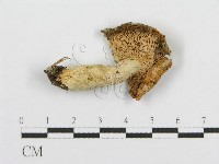 紅菇屬藏品圖，第4張