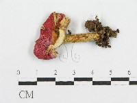 紅菇屬藏品圖，第3張