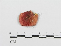 紅菇屬藏品圖，第3張