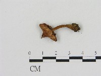 登錄號:F0017055藏品圖，第1張