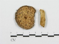 紅菇屬藏品圖，第1張