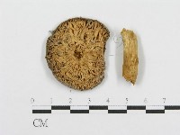 紅菇屬藏品圖，第3張