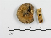 紅菇屬藏品圖，第4張
