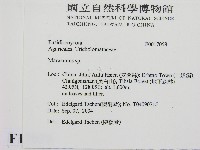 小皮傘屬藏品圖，第2張