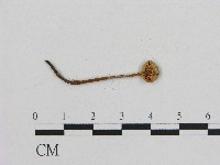 小皮傘屬藏品圖，第3張