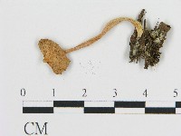 登錄號:F0017059藏品圖，第1張