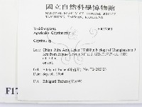 鬼傘屬藏品圖，第2張