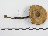 登錄號:F0017061藏品圖，第1張