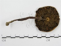 登錄號:F0017061藏品圖，第3張