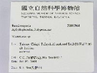 小孔菌屬藏品圖，第2張