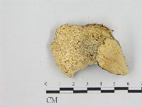 小孔菌屬藏品圖，第3張