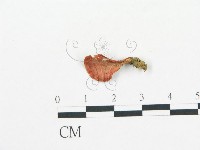 登錄號:F0017065藏品圖，第1張