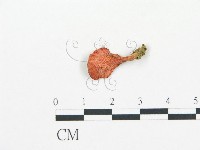 登錄號:F0017065藏品圖，第3張