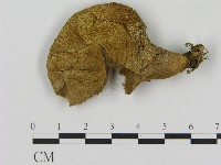登錄號:F0017067藏品圖，第1張