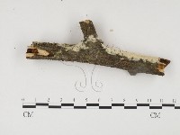 登錄號:F0017069藏品圖，第3張