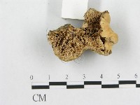 多孔菌屬藏品圖，第3張
