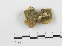 多孔菌屬藏品圖，第4張