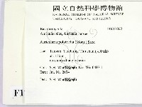 毛木耳藏品圖，第2張