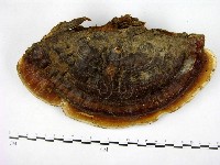 登錄號:F0017073藏品圖，第1張