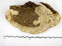 登錄號:F0017073藏品圖，第3張