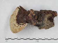 登錄號:F0017075藏品圖，第1張