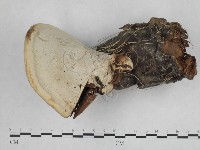 登錄號:F0017075藏品圖，第3張