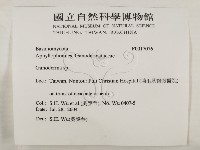 靈芝屬藏品圖，第2張