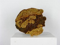 木層孔菌屬藏品圖，第4張