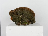 木層孔菌屬藏品圖，第5張