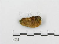 木層孔菌屬藏品圖，第3張