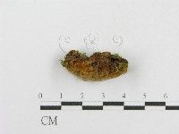 木層孔菌屬藏品圖，第4張