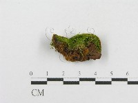 木層孔菌屬藏品圖，第5張