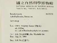 韌革菌屬藏品圖，第2張
