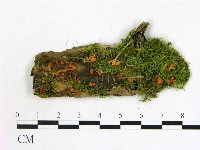 登錄號:F0017088藏品圖，第1張