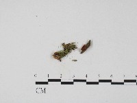 登錄號:F0017090藏品圖，第1張