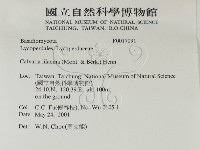 紫色禿馬勃藏品圖，第2張