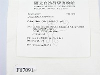 紫色禿馬勃藏品圖，第3張