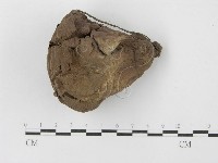 紫色禿馬勃藏品圖，第4張