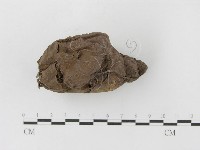 紫色禿馬勃藏品圖，第5張