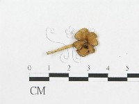 登錄號:F0017096藏品圖，第3張