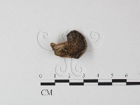 登錄號:F0017098藏品圖，第1張
