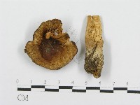 紅菇屬藏品圖，第3張