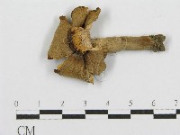 紅菇屬藏品圖，第3張