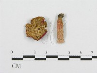 紅菇屬藏品圖，第3張