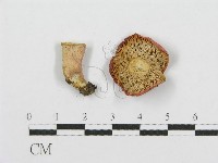 紅菇屬藏品圖，第3張