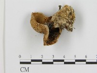登錄號:F0017104藏品圖，第1張