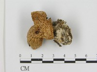 登錄號:F0017104藏品圖，第3張